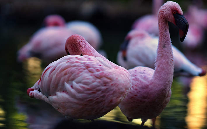 Download Wallpapers 4k Pink Flamingo Lake Wildlife Flamingos