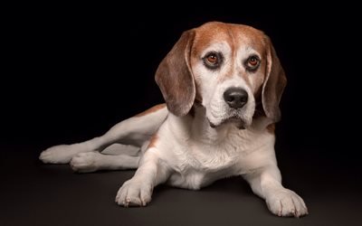 beagle, pequeno filhote de cachorro, animais fofos, animais de estima&#231;&#227;o, cachorros, filhotes