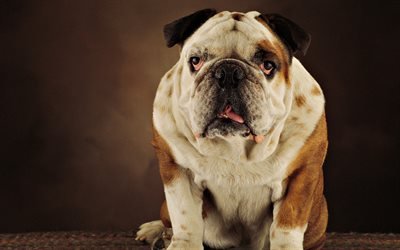 O buldogue americano, cachorro grande, animais de estima&#231;&#227;o, marrom branco bulldog, cachorros