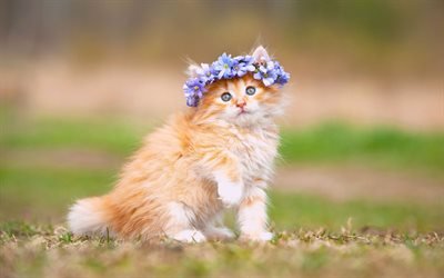little ginger kitten, cute funny animals, fluffy kitten, little cats, spring, green grass, flower wreath, purple flowers