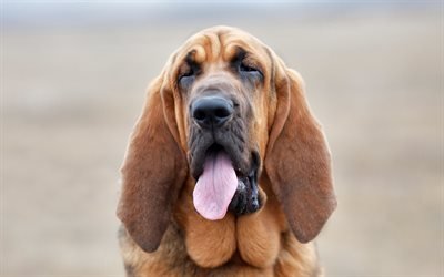 Basset Hounds, hocico, simp&#225;ticos animales, mascotas, perros, Basset Hounds Perro