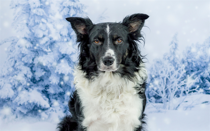 Border Collie Dog, inverno, animais de estima&#231;&#227;o, animais fofos, black Border Collie, cachorros, Border Collie