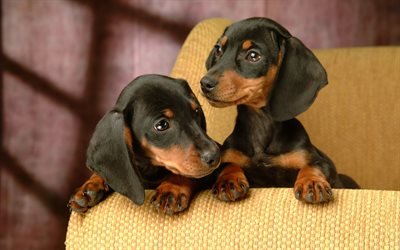 Dachshund, puppies, pets, dogs, black dachshund, close-up, cute animals, Dachshund Dog
