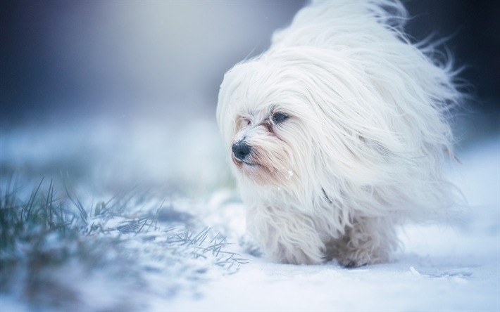 Havanese犬, Havanese, かわいい動物たち, 白い犬, 長い髪を犬