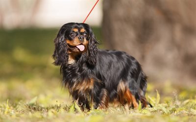 Cavalier King Charles Spaniel, lawn, black dog, pets, dogs, cute animals, toy, Cavalier King Charles Spaniel Dog