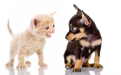 gatito y perrito, chihuahua, el brit&#225;nico, el gato, el perro y el gato, mascotas, animales lindos, la amistad, los conceptos