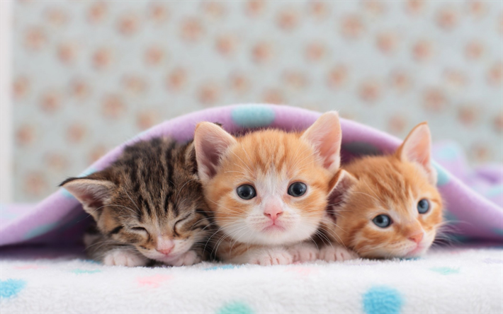 ダウンロード画像 小さな子猫 トリオ かわいい動物たち ペット 生姜子猫 少し猫 フリー のピクチャを無料デスクトップの壁紙