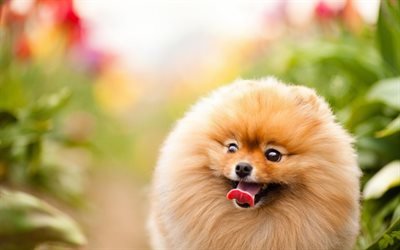 Pomeranian Spitz, muzzle, dogs, Spitz, flowers, cute animals, pets, Pomeranian
