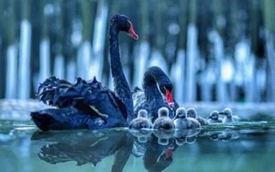 black swans, lake, chicks, swans, beautiful birds, family