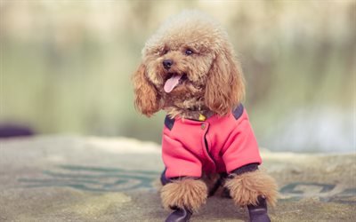 poodle, small curly dog, puppy, suit for dogs, cute animals, brown poodle