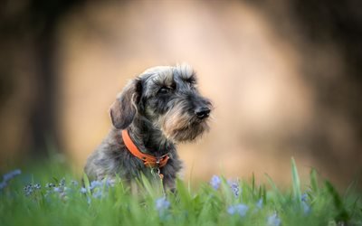 small terrier, puppy, cute animals, dog in the grass, pets