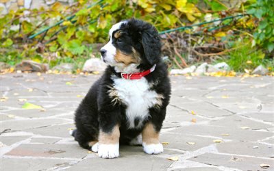山犬, 子犬, ペット, 小型犬, Bernese山犬, 犬, かわいい動物たち, 小型犬牛, Bernese山犬の犬