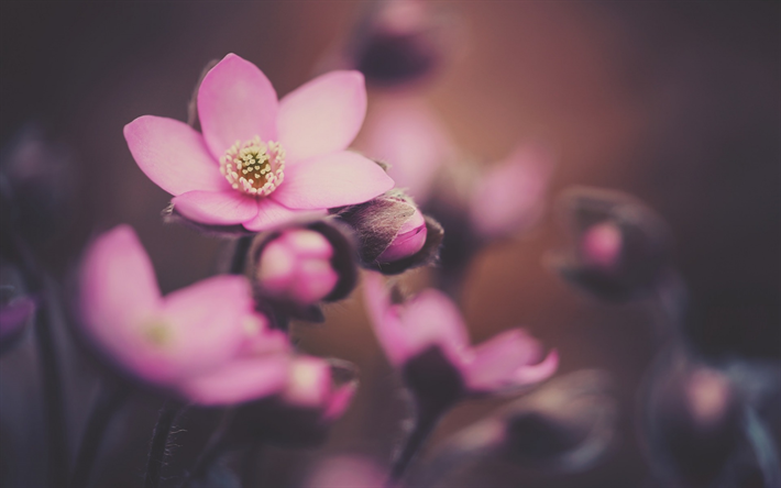 pink flowers, macro, spring, spring flowering, pink petals