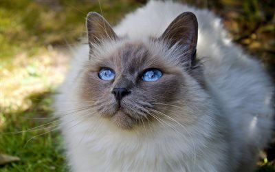Ragdoll Cat, muzzle, denectic cat, cute animals, gray cat, ragdoll, blue eyes, cats, pets, Ragdoll