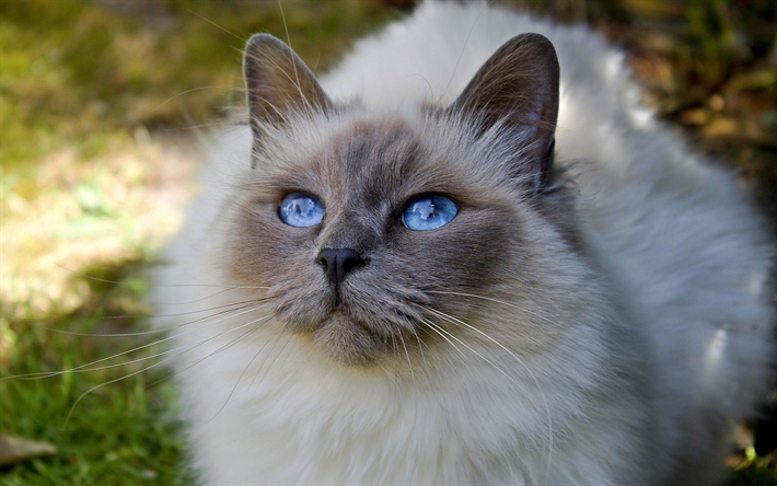 Chat de Ragdoll, le museau, la denectic chat, animaux mignons, gris chat, ragdoll, les yeux bleus, les chats, les animaux de compagnie, Ragdoll
