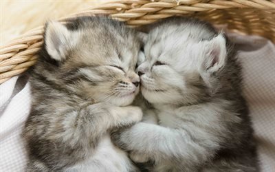 small gray kittens, friendship, sleeping cats, small animals, cats, basket