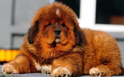Tibetan Mastiff, puppy, fluffy dog, cute dog, brown Tibetan Mastiff, pets, cute animals, dogs, Tibetan Mastiff Dog