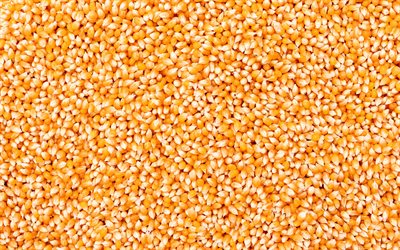 textura de milho, fundo com milho, textura de gr&#227;o, fundo de milho amarelo, milho, colheita de milho