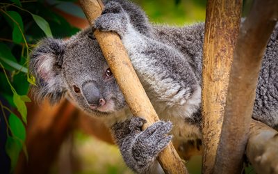 koala, villiel&#228;imet, s&#246;p&#246;t karhunpennut, koala oksalla, s&#246;p&#246;t karhut