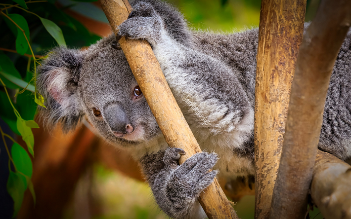 Download wallpapers koala, wildlife, cute bear cubs, wild animals, koala on  a branch, cute bears for desktop free. Pictures for desktop free