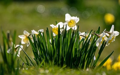 narcisos brancos, manh&#227;, nascer do sol, narcisos, fundo com narcisos, flores brancas, flores da primavera