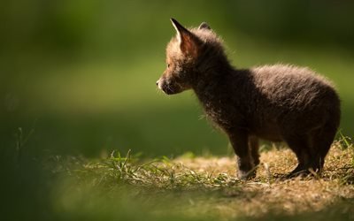 Small fox, cute animals, forest, fox