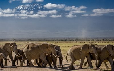 Elephants, wildlife, herd of elephants, Africa, mountains