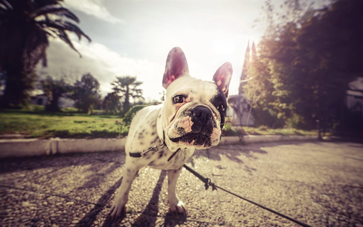 french bulldog, curious dog, pets, dogs, bulldogs, street, close-up, cute animals, french bulldog dog