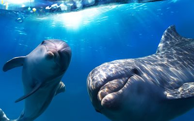 dolphins, 4k, underwater world, ocean, marine mammals