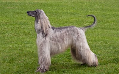 Afghan Hound, 4k, large long-haired dog, pets, hunting breed of dogs