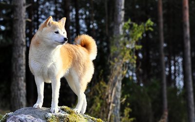 Akita, white brown dog, 4k, pets, Japanese breed of dogs, Akita-inu, Akita-ken