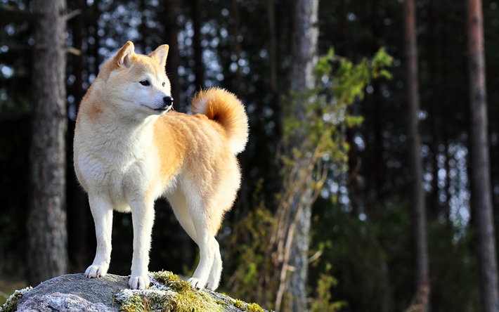 &quot;Akita, blanc brun chien, 4k, les animaux de compagnie, Japonais race de chiens Akita-inu, Akita-ken