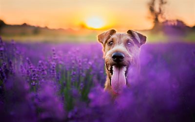 Irish Terrier, lavender field, sunset, pets, dogs, cute animals, Irish Terrier Dog