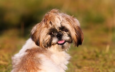 Download wallpapers Shih Tzu, little cute dog, art, pets, dogs, ancient ...