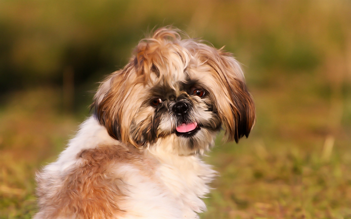 Shih Tzu, little cute dog, art, pets, dogs, ancient breeds of dogs