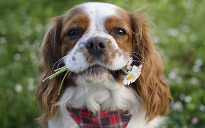 Cavalier King Charles Spaniel, chamomile, pets, dogs, close-up, cute animals, Cavalier King Charles Spaniel Dog