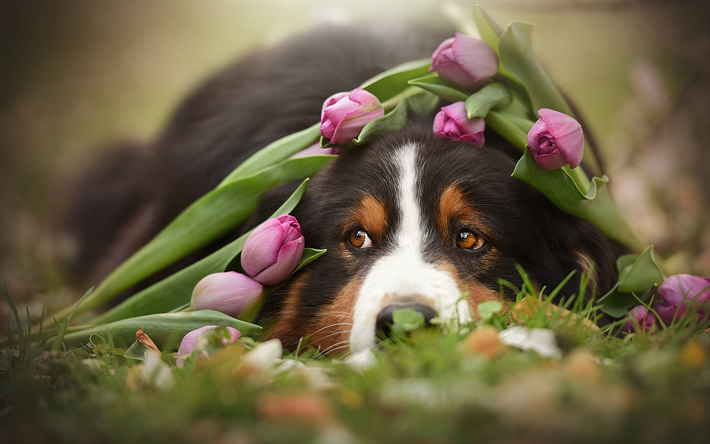 Berner Sennenhund, spring, pets, tulips, sennenhund, dogs, cute animals, Bernese Mountain Dog, Berner Sennenhund Dog