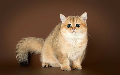 Exotic Shorthair cat, cute brown cat, big eyes, short-haired breeds of cats, pets, cats