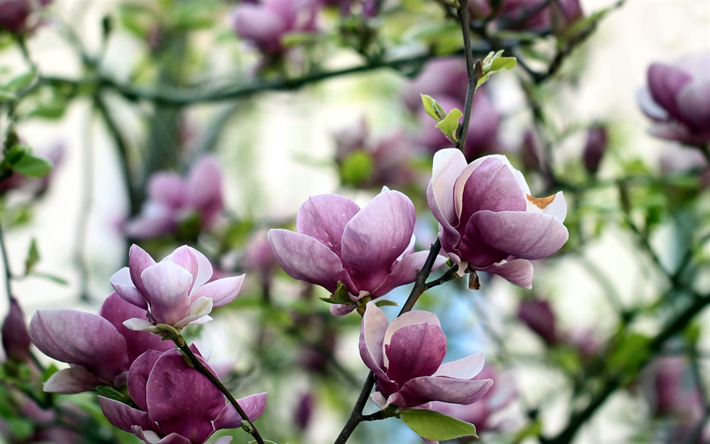 magnolia, spring pink flowers, bloom, spring, garden, beautiful trees