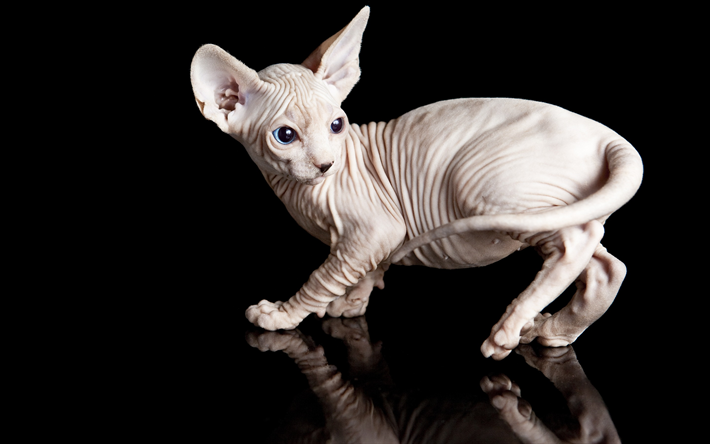 valkoinen sfinx kissa, pieni valkoinen pentu, karvaton kissa, lemmikit, s&#246;p&#246;j&#228; el&#228;imi&#228;, sfinx, kissat rodut