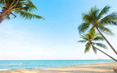 palm trees, tropical island, seascape, summer, sea, beach, sunset, evening, summer travel
