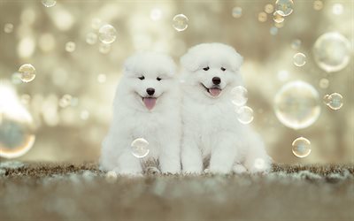 Samoyed, white fluffy puppies, small white dogs, pets, cute funny dogs, soap bubbles, dog breeds