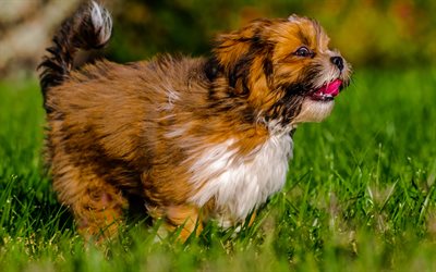 Lhasa Apso, 4k, lawn, dogs, close-up, pets, running dog, cute animals, Lhasa Apso Dog