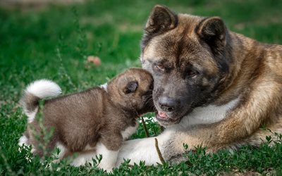 Akita, small puppy, big dog, family, cute animals, pets, dogs in the grass, American Akita, Dog Breed
