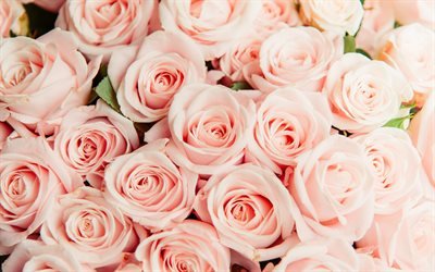 les roses roses, des gros bouquet, rose, boutons de roses, des roses de fond, de belles fleurs