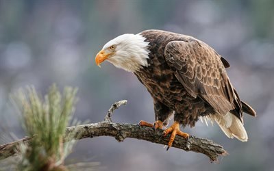 bald eagle, vacker f&#229;gel, eagle, bird of prey, berg, USA, symbol f&#246;r USA