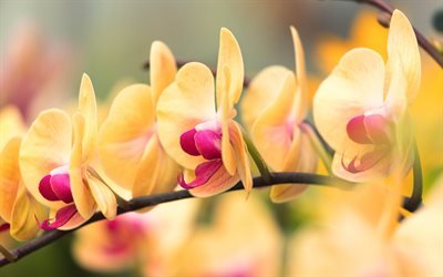 gul orkid&#233;er, vackra blommor, orchid gren, tropisk orkid&#233; blommor, gul blommig bakgrund, orchid bakgrund
