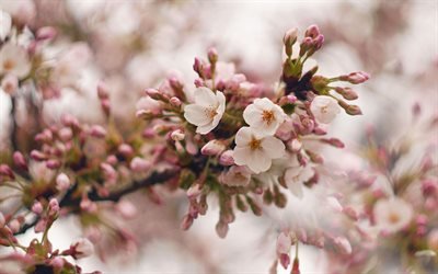 cherry blossom, kev&#228;t, vaaleanpunaiset kukat, cherry blossom branch, kev&#228;t tausta
