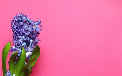 hyacint, vacker blomma, lila blomma, rosa bakgrund, blommig bakgrund
