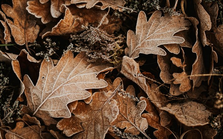 4k, sfondo di foglie marroni, macro, trame di foglie, trame autunnali, modelli di foglie, foglie d&#39;autunno, sfondo con foglie, sfondi marroni